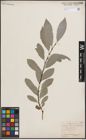 Foto von Salix discolor Muhl.